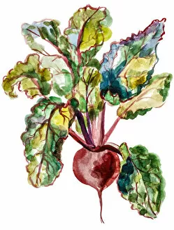 Images Dated 24th June 2016: Red beet watercolor