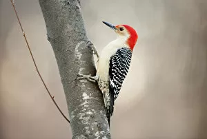 Woodpecker Gallery: Red-bellied woodpecker
