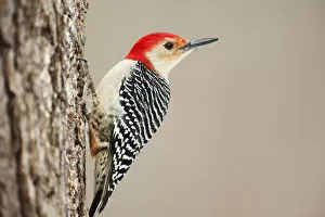 Woodpecker Gallery: Red-bellied woodpecker up close