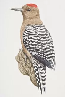 Red-bellied Woodpecker (Melanerpes carolinus), black and white striped bird with a reddish brown belly
