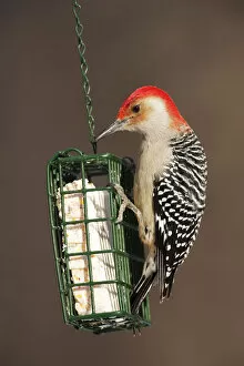 Woodpecker Gallery: Red-bellied woodpecker at suet feeder
