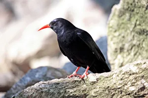 Songbird Gallery: Red-billed Chough (Pyrrhocorax pyrrhocorax), Alpine Zoo Innsbruck, Tyrol, Austria, Europe