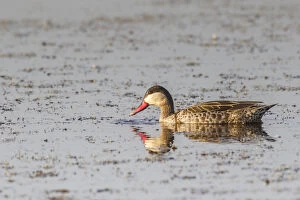 Images Dated 24th May 2012: Red-billed teal -Anas erythrorhyncha-, Etosha National Park, Namibia, Africa