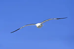 Two Red-billed Tropicbirds or Boatswain Birds -Phaeton aethereus- in flight, Isla Genovesa, Galapagos Islands