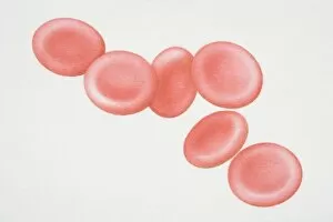 Six red blood cells