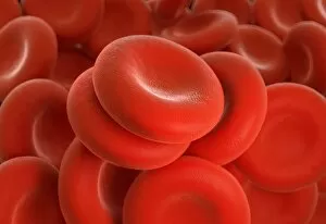Images Dated 11th November 2018: Red blood cells, illustration
