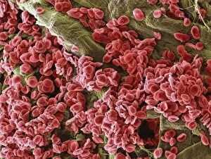 Images Dated 1st May 2009: Red blood cells, SEM