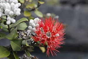 Big Island Gallery: Red blossom of the Ohi?a lehua tree -Metrosideros polymorpha-, endemic plant, Kilauea volcano