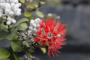 Endemic Prints: Red blossom of the Ohi?a lehua tree -Metrosideros polymorpha