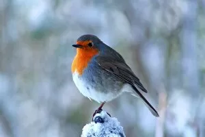 Images Dated 30th November 2010: Red Breast