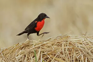 Images Dated 18th February 2017: Red-breasted Blackbird (Sturnella militaris)