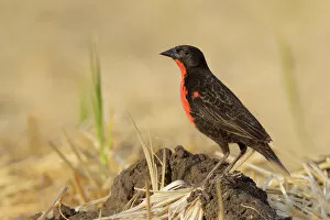 Images Dated 18th February 2017: Red-breasted Blackbird (Sturnella militaris)