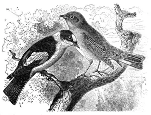 Red-Breasted Flycatcher - Muscicapa parva and Brown Flycatcher - Muscicapa collaris