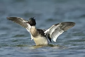 Images Dated 25th May 2011: Red-breasted Merganser -Mergus serrator-