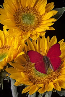 Images Dated 24th September 2012: Red buttefly, three sunflowers, flowers