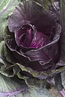 Red cabbage -Brassica oleracea convar. capitata var. rubra L.-