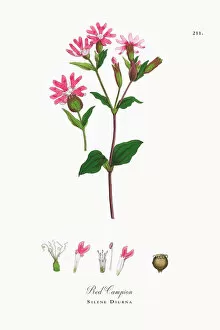 Images Dated 4th October 2017: Red Campion, Silene Diurna, Victorian Botanical Illustration, 1863