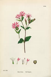 Images Dated 17th February 2017: Red Campion, Silene Diurna, Victorian Botanical Illustration, 1863