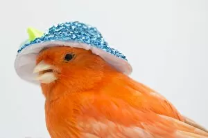 Images Dated 6th March 2017: Red canary with a blue hat of flowers on his head
