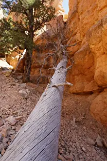 Tribe Prints: Red Canyon of the Clarion Formation, sandstone rocks in Utah, USA
