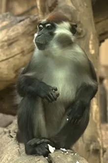 Images Dated 23rd May 2014: Red-capped Mangabey or Collared Mangabey -Cercocebus torquatus-, captive, Germany