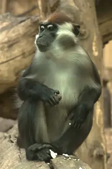 Head Cocked Prints: Red-capped Mangabey or Collared Mangabey -Cercocebus torquatus-, captive, Germany