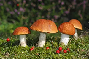 Images Dated 15th September 2011: Red-capped scaber stalk -Leccinum aurantiacum, Leccinum rufum-, edible mushrooms