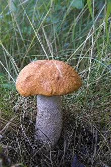 Images Dated 21st July 2012: Red-capped Scaber Stalk -Leccinum leucopodium-, Thuringia, Germany
