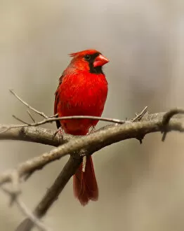 Images Dated 8th November 2016: Red Cardinal on a Tree Branch