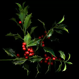 Magda Indigo Collection: Red cherries on green leaves