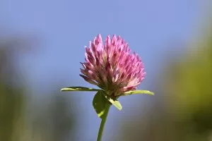 Images Dated 24th May 2010: Red clover -Trifolium pratense-