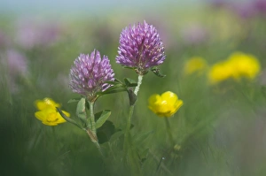 Legume Family Gallery: Red Clover -Trifolium pratense- and Buttercup -Ranunculus acris-