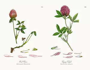 Images Dated 11th December 2017: Red Clover, Trifolium Pratense, Victorian Botanical Illustration, 1863