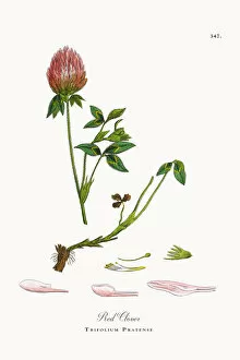 Images Dated 16th October 2017: Red Clover, Trifolium Pratense, Victorian Botanical Illustration, 1863
