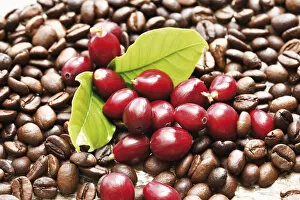 Nourishment Collection: Red coffee berries (Coffea arabica) on a bed of coffee beans with coffee leaves