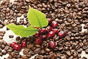 High Prints: Red coffee berries (Coffea arabica) on a bed of coffee beans with coffee leaves