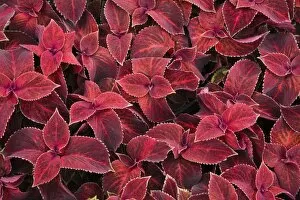 Picture Detail Collection: Red Coleus -Solenostemon sp.- leaves, Ontario, Canada