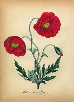 Images Dated 7th July 2016: Red Corn Poppy Victorian Botanical Illustration