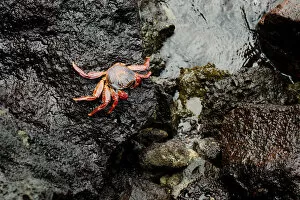 Galapagos Islands Gallery: Red Crab on a rock