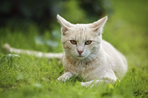 Images Dated 15th July 2012: Red cream tabby cat lying on a lawn, Germany