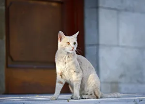 Images Dated 15th July 2012: Red cream tabby cat sitting in front of a door, Germany
