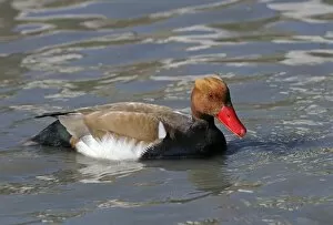 Red-crested pochard -Netta rufina- in the water, Camargue region, France, Europe