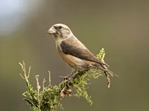 Images Dated 6th November 2016: Red Crossbill (Loxia curvirostra) adult male, standing on a branch of tree with lichens