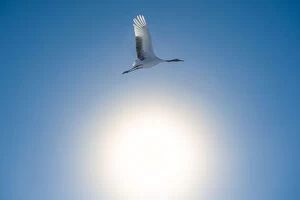 Images Dated 14th February 2014: A Red-crowned Crane fly over the sunshine