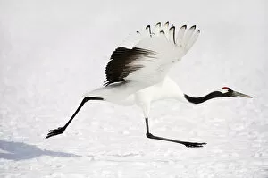 Images Dated 12th February 2009: Red-crowned Crane (Grus japonensis)