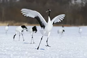 Images Dated 31st January 2013: Red-crowned Crane, Japanese Crane or Manchurian Crane -Grus Japonensis-, performing the mating dance