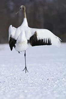 Red-crowned Crane, Japanese Crane or Manchurian Crane -Grus Japonensis-, performing the mating dance