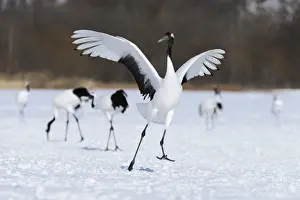 Crane Prints: Red-crowned Crane, Japanese Crane or Manchurian Crane -Grus Japonensis