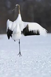 Crane Prints: Red-crowned Crane, Japanese Crane or Manchurian Crane -Grus Japonensis