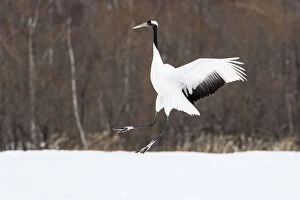 Images Dated 22nd February 2016: Red-crowned cranes (Grus japonensis) jumping in field, Tsurui Ito Crane Reserve, Hokkaido Island